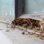 Kayu yang tergerogoti oleh rayap, memperlihatkan betapa seriusnya masalah serangan rayap